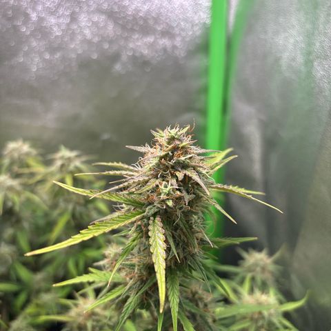 #2 White Widow Automatic  growlog timeline photo
