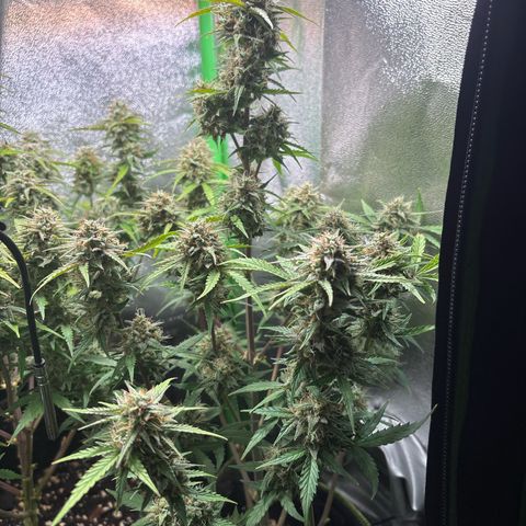 #2 White Widow Automatic  growlog timeline photo