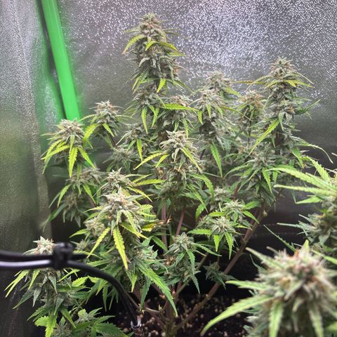 #1 White Widow Automatic growlog timeline photo
