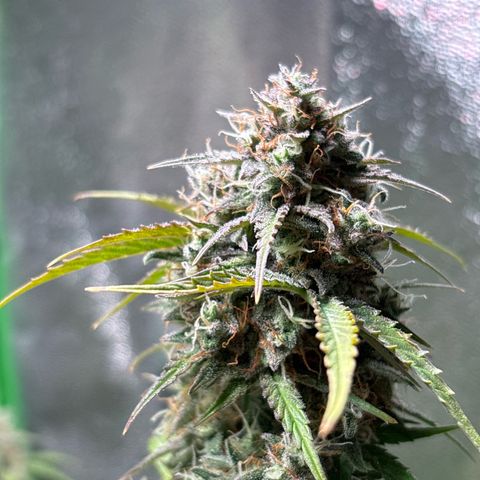#2 White Widow Automatic  growlog timeline photo