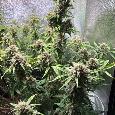 #2 White Widow Automatic  growlog timeline photo