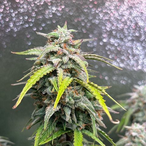 #1 White Widow Automatic growlog timeline photo