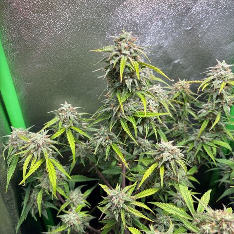 #1 White Widow Automatic growlog timeline photo