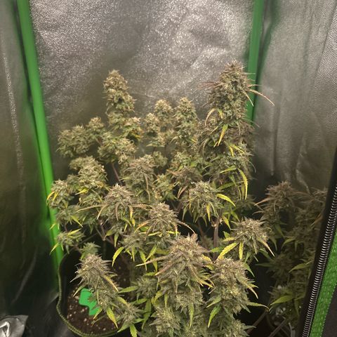 #1 White Widow Automatic growlog photo: Ernte 