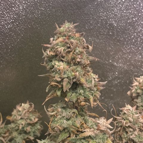 #2 White Widow Automatic  growlog photo: Ernte 