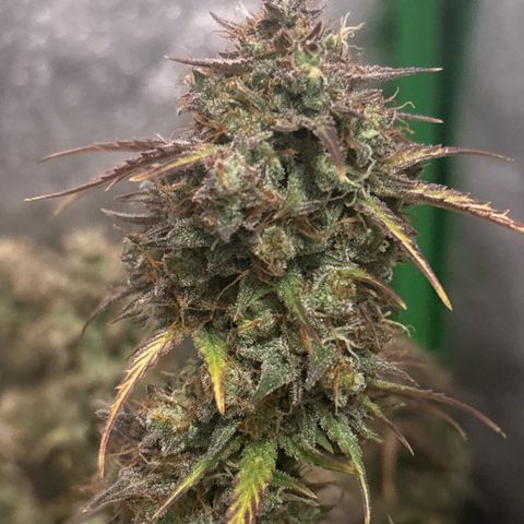 #1 White Widow Automatic growlog photo: Ernte 