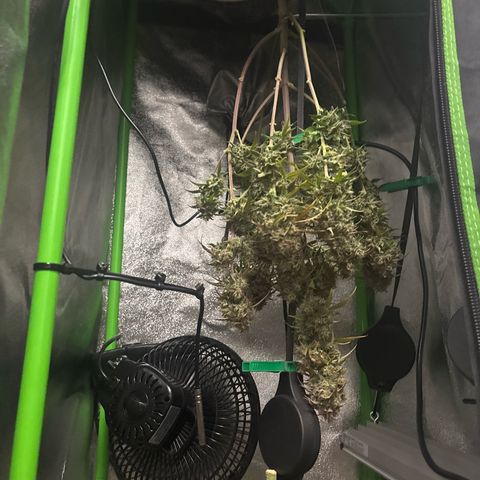 #2 White Widow Automatic  growlog timeline photo