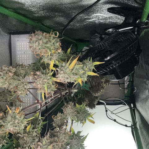 #2 White Widow Automatic  growlog timeline photo