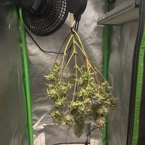 #2 White Widow Automatic  growlog timeline photo