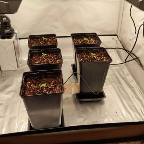 Northern Lights growlog timeline photo