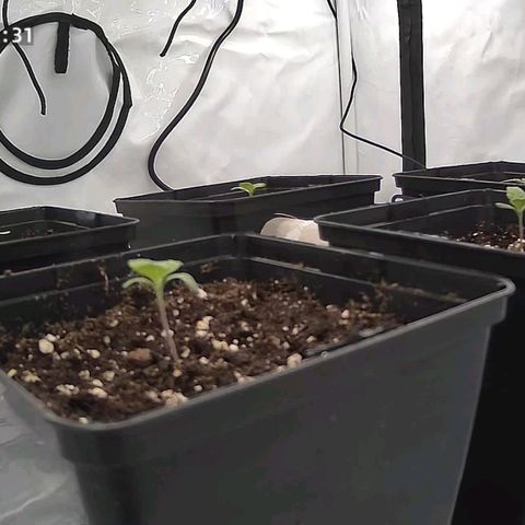 Northern Lights growlog timeline photo