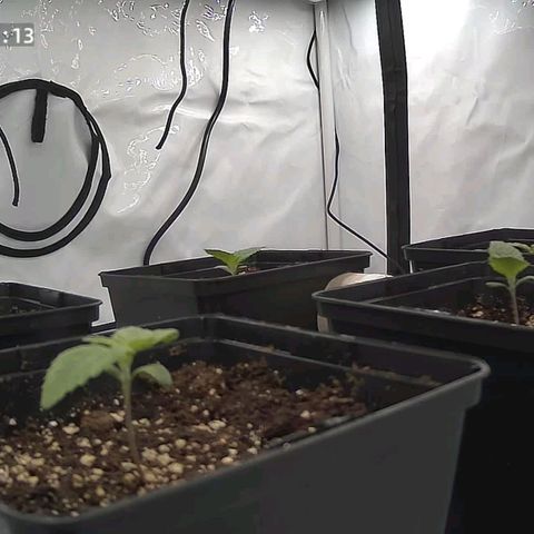 Northern Lights growlog timeline photo