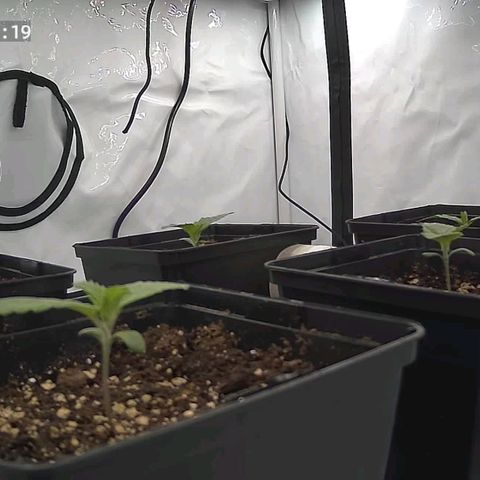 Northern Lights growlog timeline photo