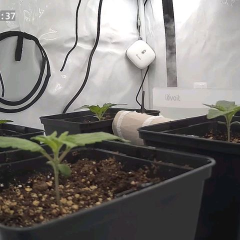 Northern Lights growlog timeline photo