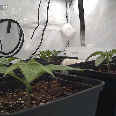 Northern Lights growlog timeline photo