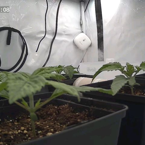 Northern Lights growlog timeline photo