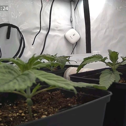 Northern Lights growlog timeline photo