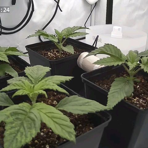 Northern Lights growlog timeline photo