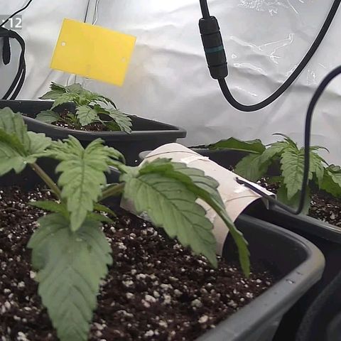 Northern Lights growlog timeline photo