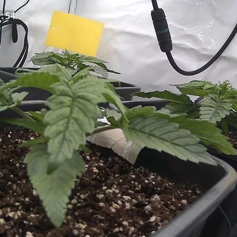 Northern Lights growlog timeline photo