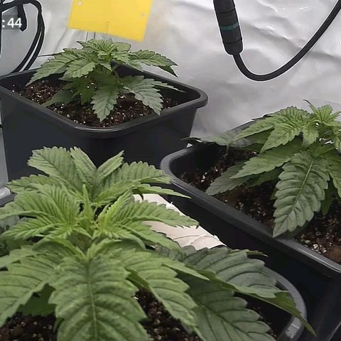 Northern Lights growlog timeline photo