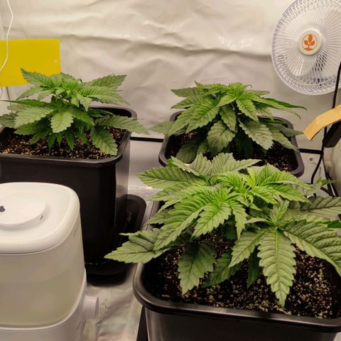 Northern Lights growlog timeline photo