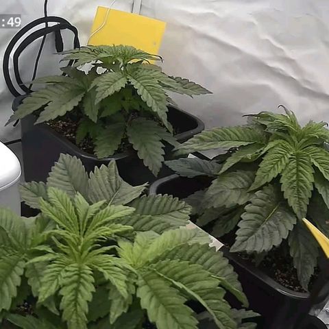 Northern Lights growlog timeline photo