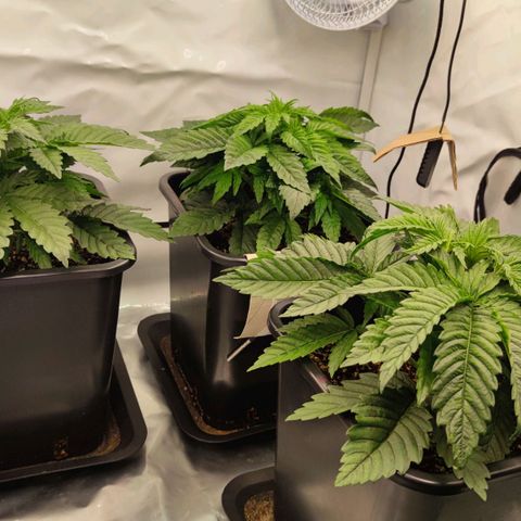 Northern Lights growlog timeline photo
