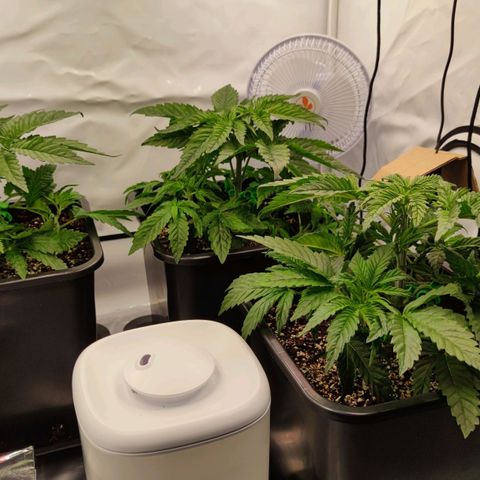 Northern Lights growlog timeline photo