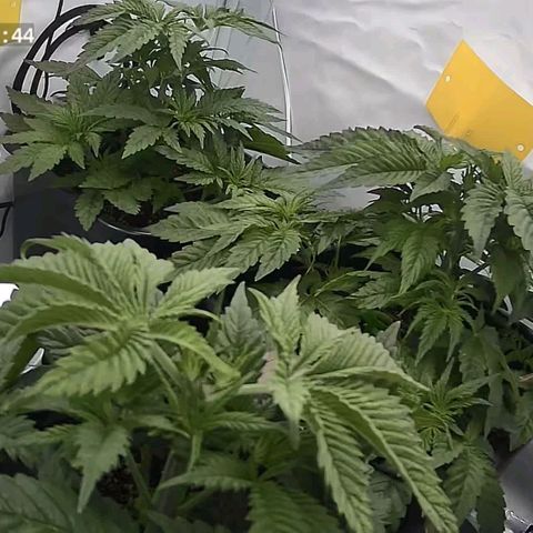 Northern Lights growlog timeline photo
