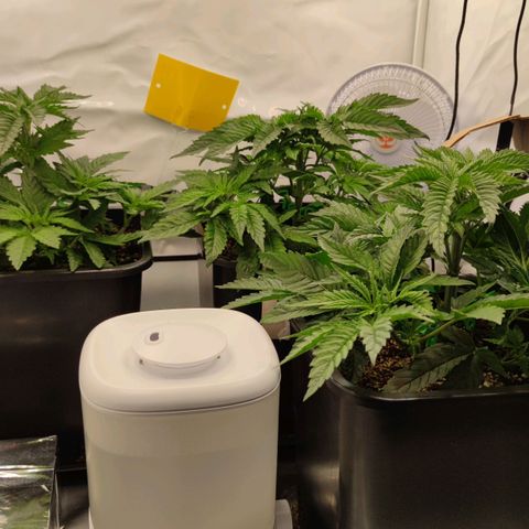 Northern Lights growlog timeline photo