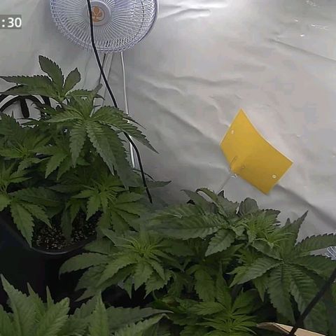 Northern Lights growlog timeline photo