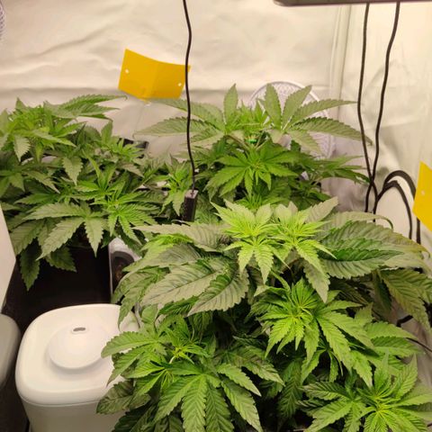 Northern Lights growlog timeline photo