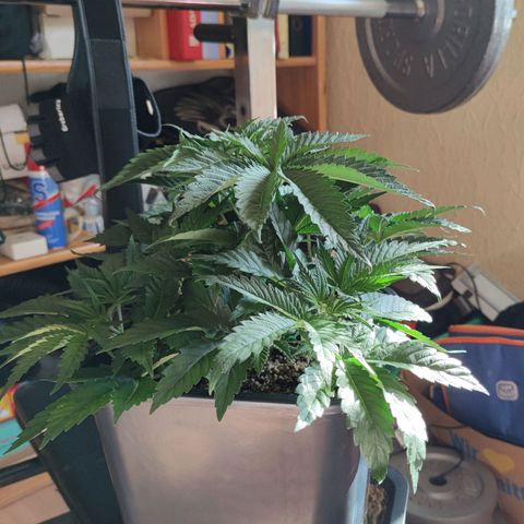 Northern Lights growlog timeline photo