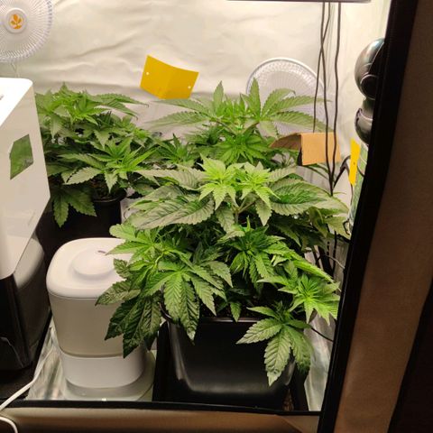 Northern Lights growlog timeline photo