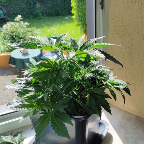 Northern Lights growlog timeline photo