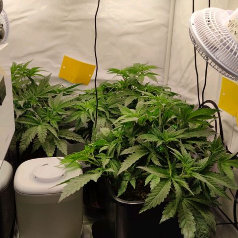 Northern Lights growlog timeline photo