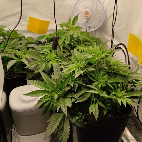 Northern Lights growlog timeline photo
