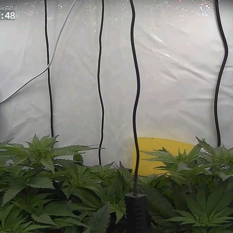 Northern Lights growlog timeline photo