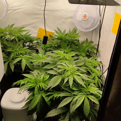Northern Lights growlog timeline photo