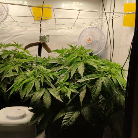 Northern Lights growlog timeline photo