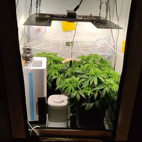 Northern Lights growlog timeline photo