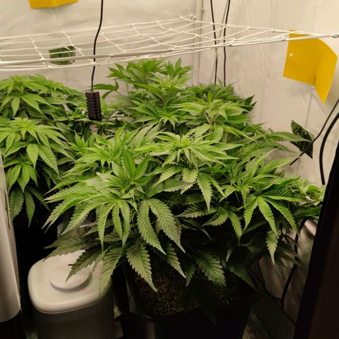 Northern Lights growlog timeline photo