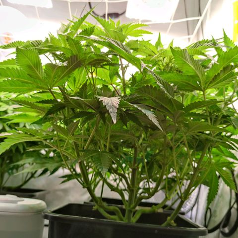 Northern Lights growlog timeline photo