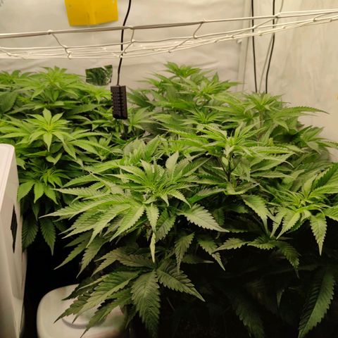 Northern Lights growlog timeline photo