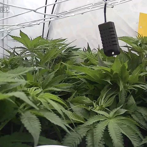 Northern Lights growlog timeline photo