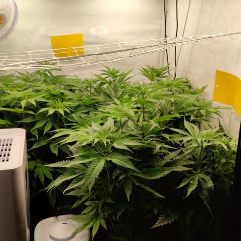 Northern Lights growlog timeline photo