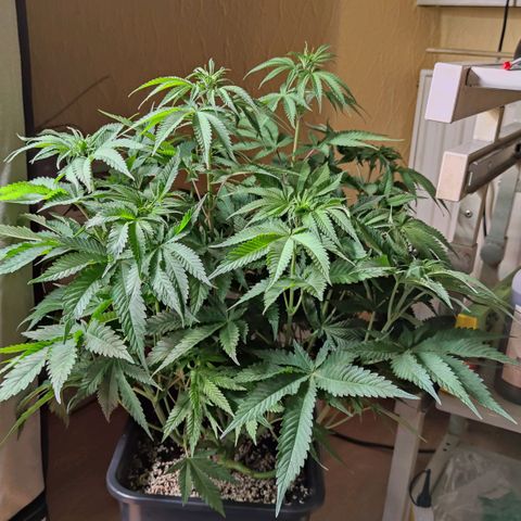 Northern Lights growlog timeline photo