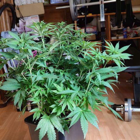 Northern Lights growlog timeline photo