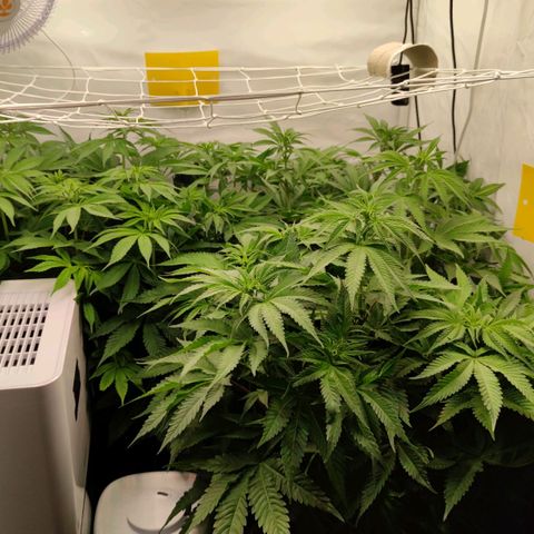 Northern Lights growlog timeline photo